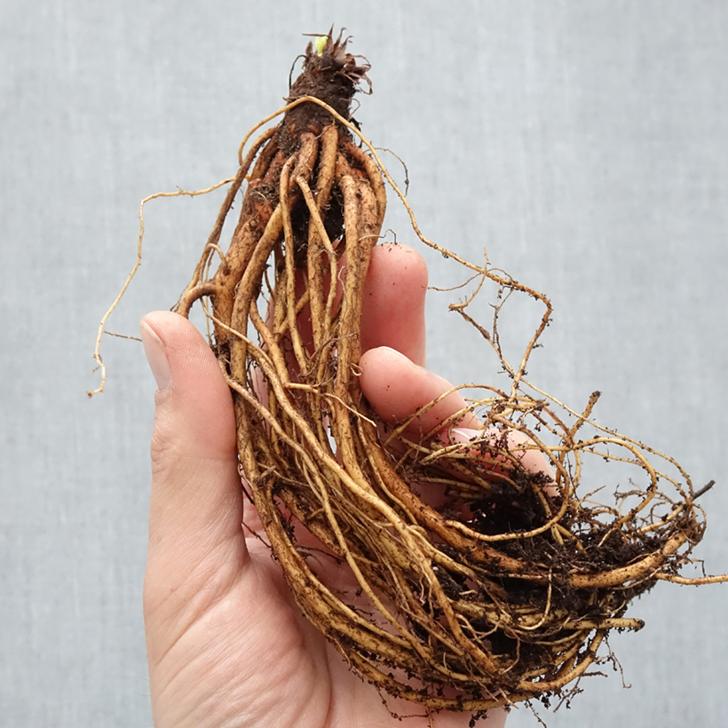 Geranium clarkei Kashmir Purple Bare root sample as delivered in winter