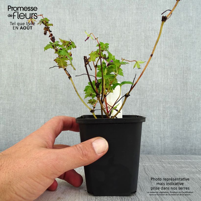 Geranium Censation Daily Purple 8/9 cm pot sample as delivered in summer