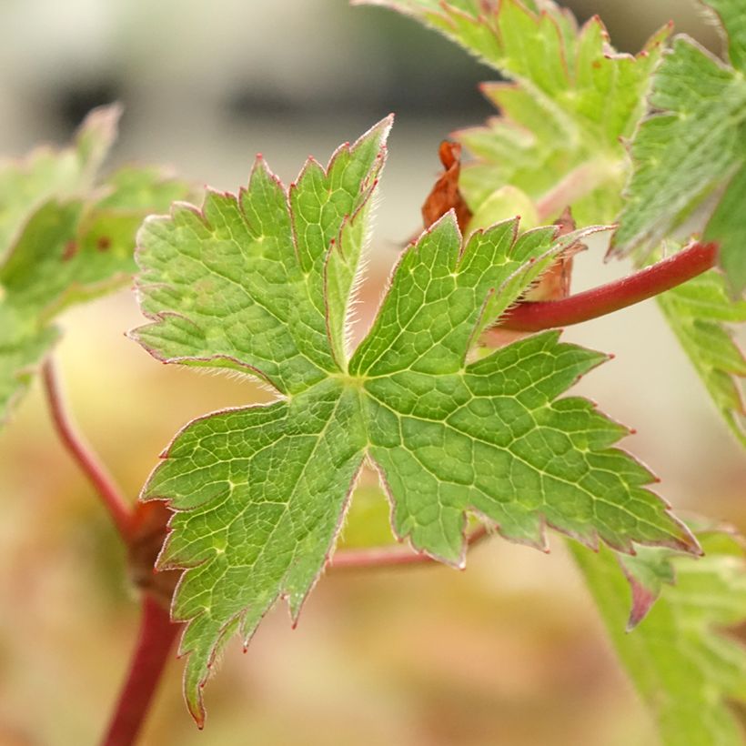 Geranium Censation Daily Purple (Foliage)