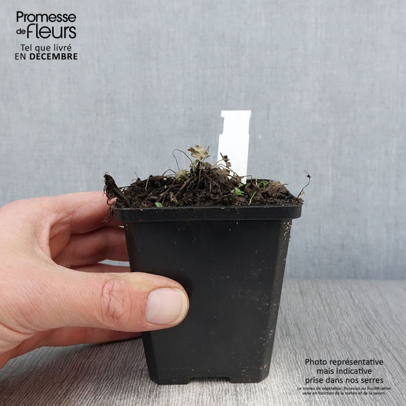 Geranium oxonianum Dusky Crug 8/9 cm pot sample as delivered in autumn
