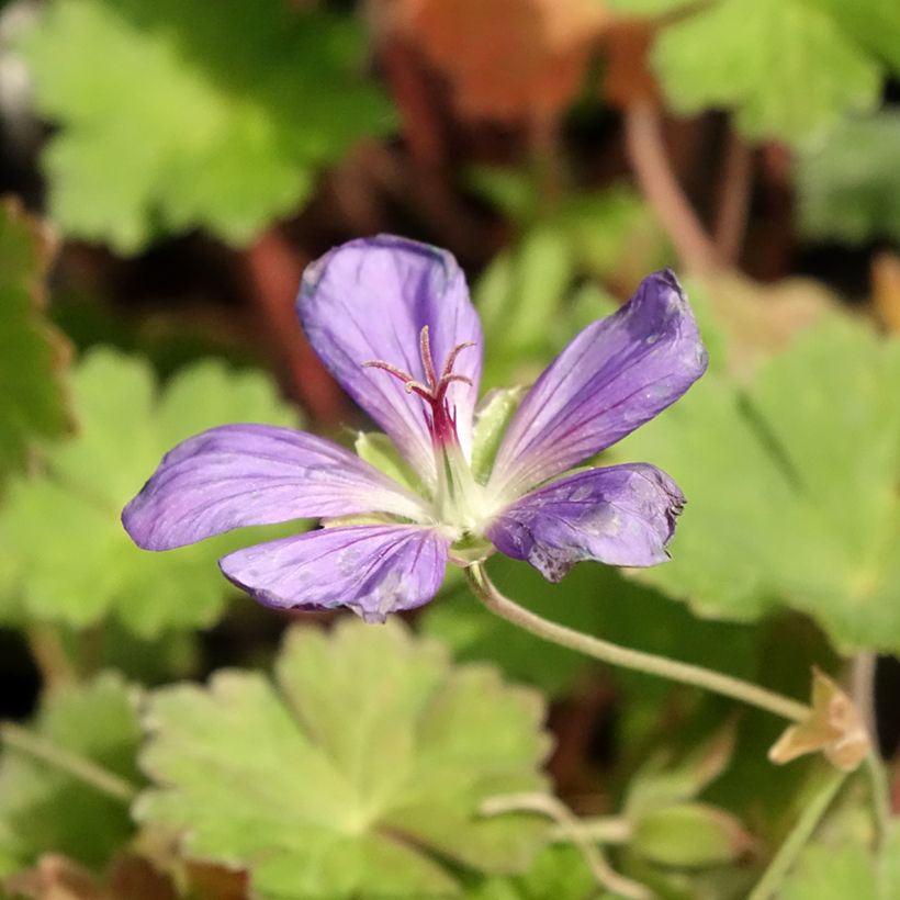 Geranium Joy (Flowering)