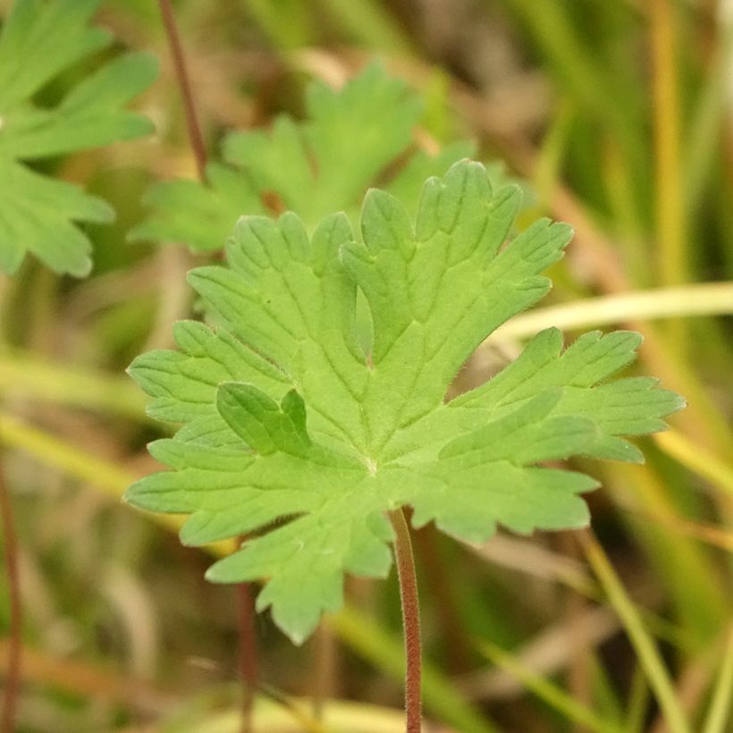 Geranium Lea (Foliage)