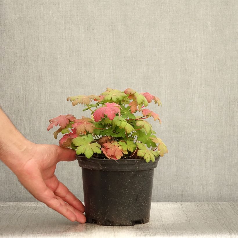 Geranium macrorrhizum Spessart 2L/3L pot sample as delivered in summer
