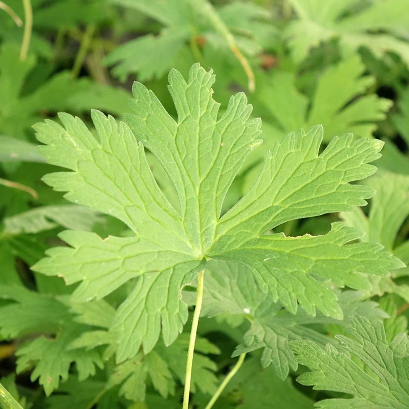 Geranium maculatum Chatto (Foliage)