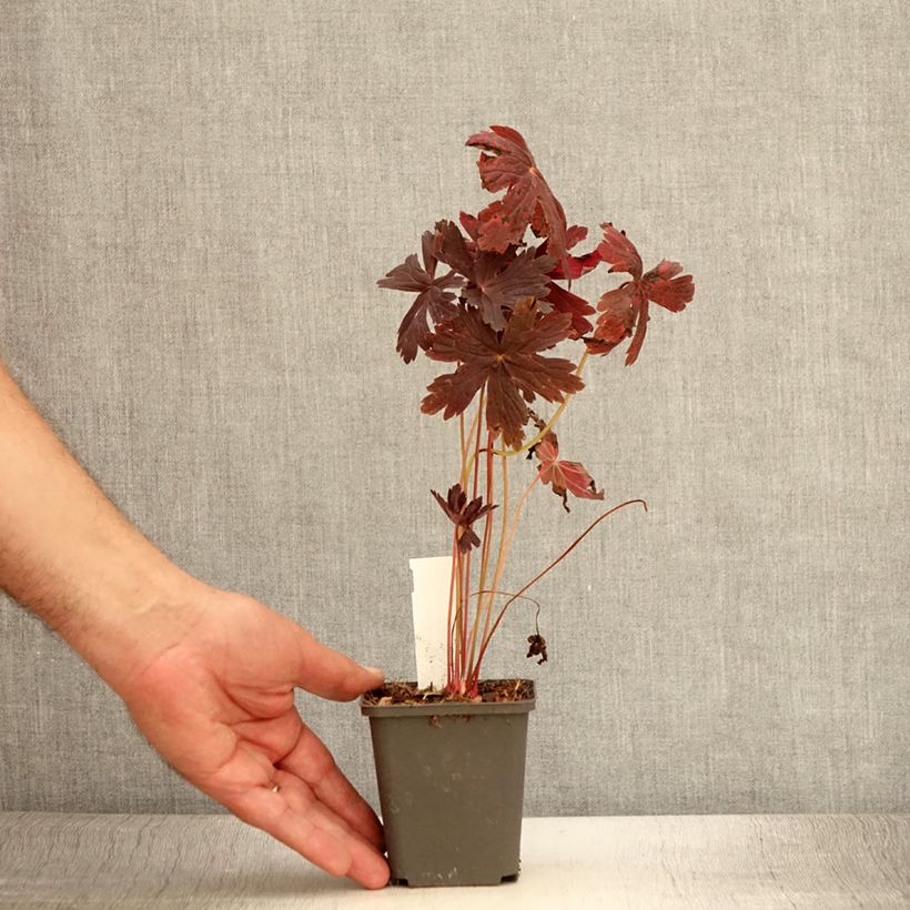 Geranium maculatum Stormy Night 8/9 cm pot sample as delivered in summer