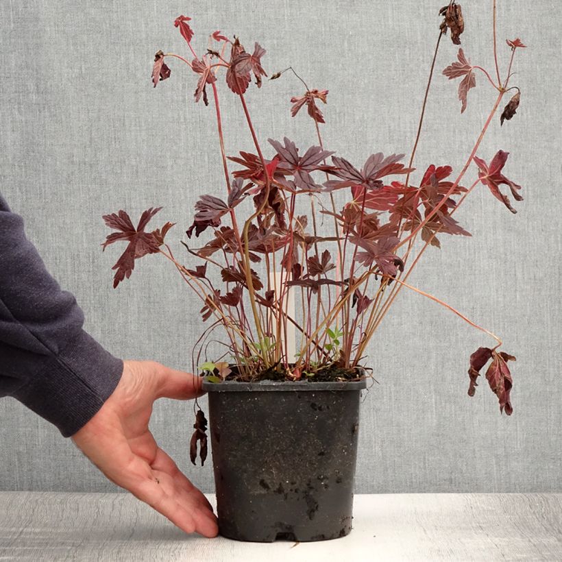 Geranium maculatum Stormy Night 2L/3L pot sample as delivered in summer