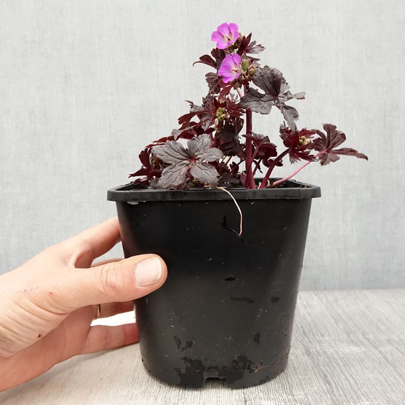 Geranium vivace maculatum Stormy Night Pot de 2L/3L sample as delivered in spring