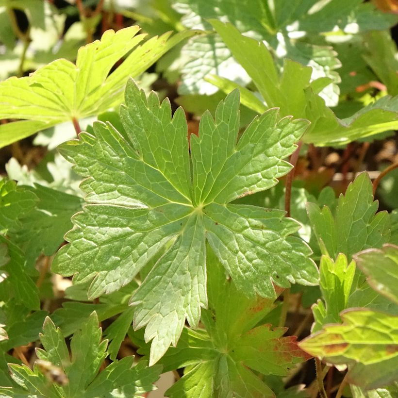 Geranium maculatum Vickie Lynn (Foliage)