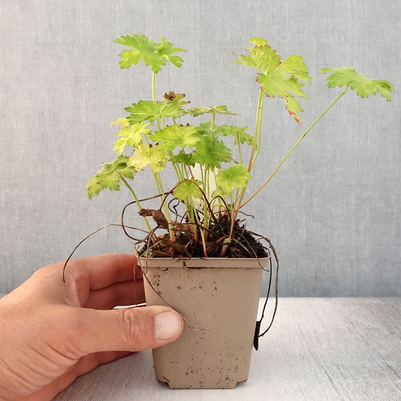 Geranium magnificum Blue Blood 8/9 cm pot sample as delivered in summer