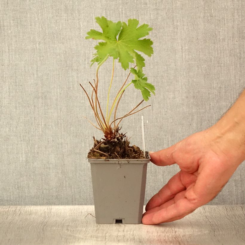 Geranium magnificum 8/9 cm pot sample as delivered in summer