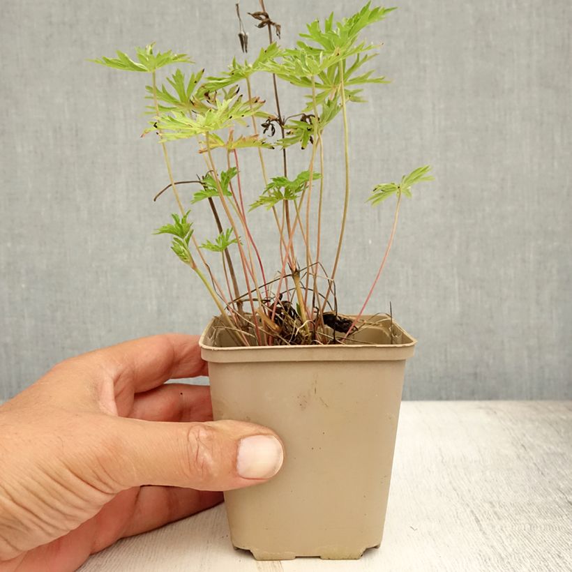 Geranium Nimbus 8/9 cm pot sample as delivered in summer