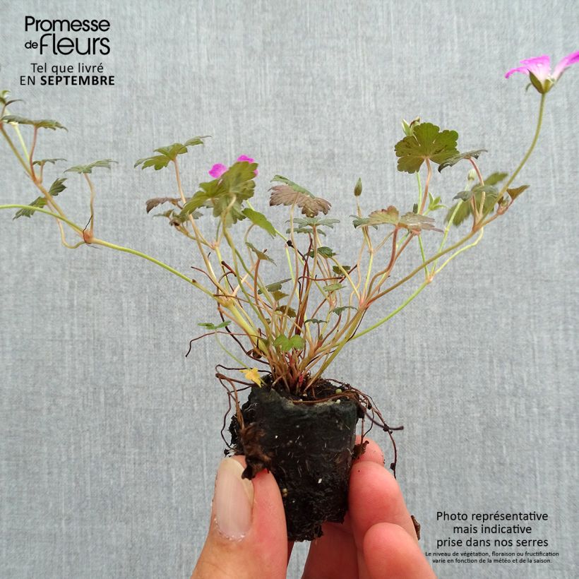 Geranium oxonianum Orkney Cherry Plug plant 3/4cm sample as delivered in autumn