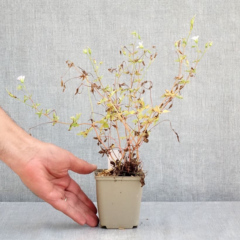 Geranium oxonianum Ankums White 8/9 cm pot sample as delivered in summer