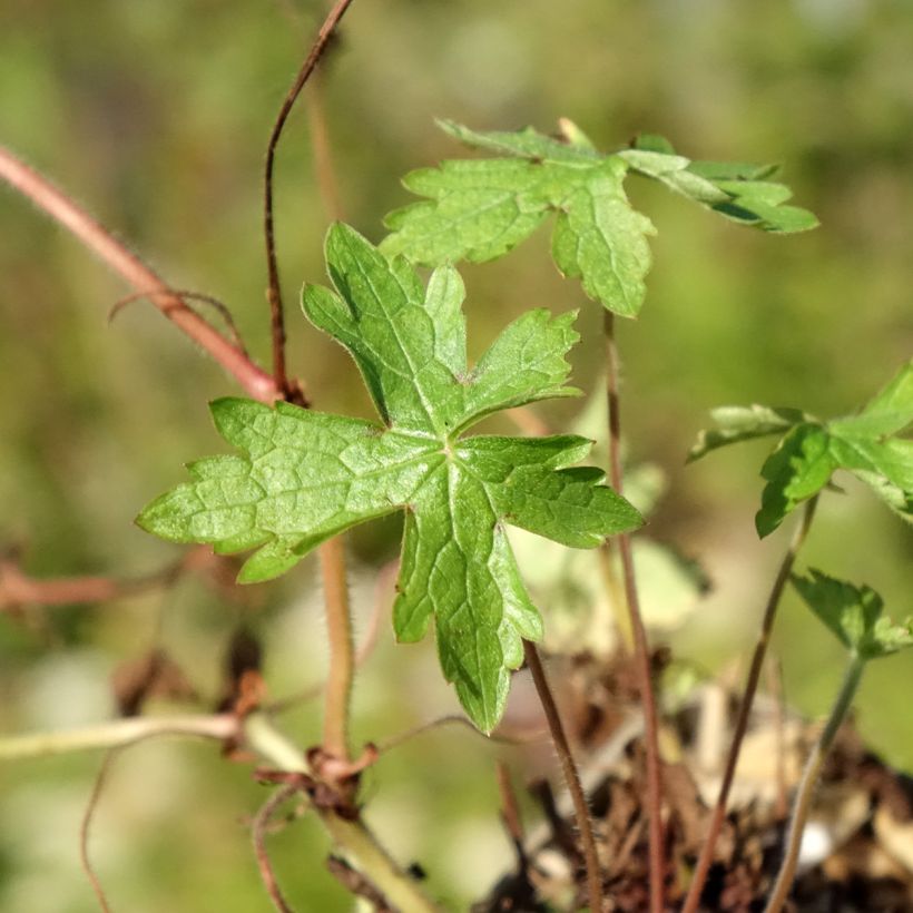 Geranium oxonianum Ankums White (Foliage)