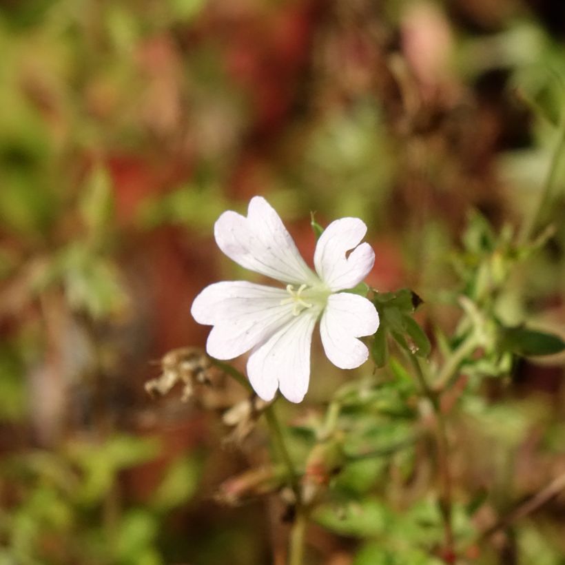 Geranium oxonianum Ankums White (Flowering)