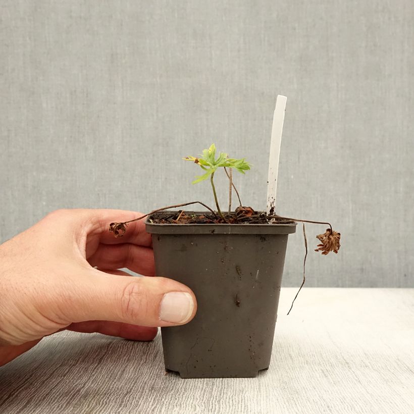 Geranium pratense Algera Double 8/9 cm pot sample as delivered in autumn