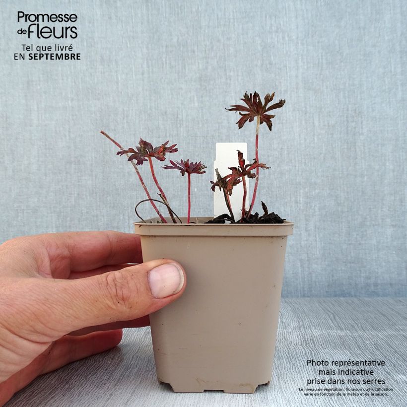 Geranium pratense Hocus Pocus 8/9 cm pot sample as delivered in summer