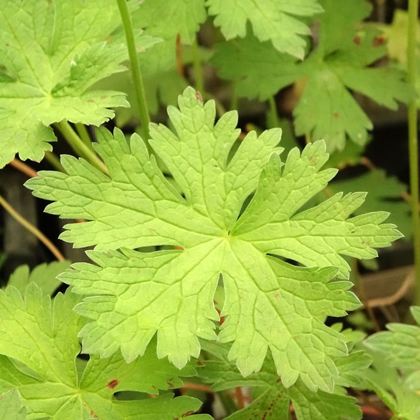 Geranium psilostemon JS Ma Tu Vu (Foliage)