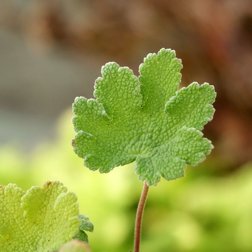 Geranium renardii Zetterlund (Foliage)