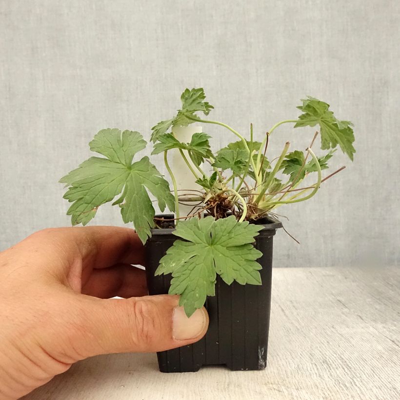 Geranium riversleaianum Russell Prichard 8/9 cm pot sample as delivered in summer