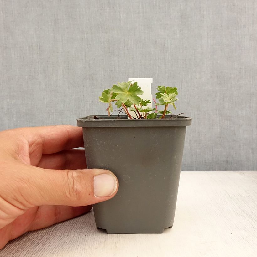 Geranium cinereum Rothbury Gem 8/9 cm pot sample as delivered in summer