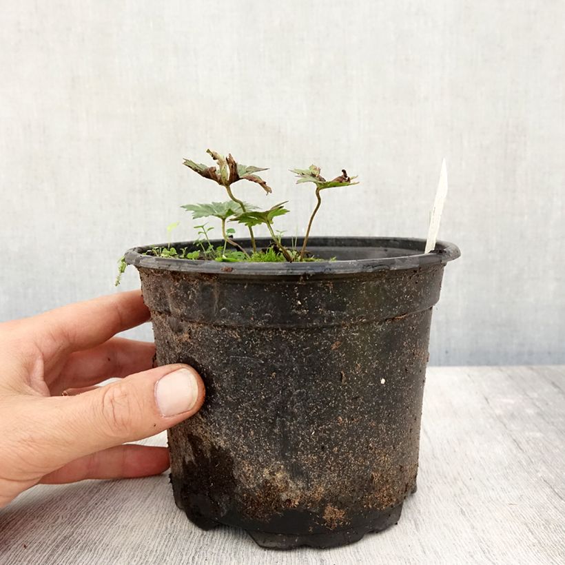 Geranium Rozanne 2L/3L pot sample as delivered in autumn