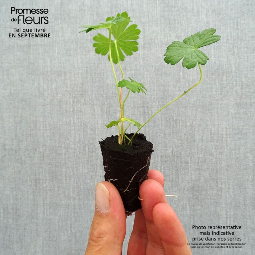 Geranium Rozanne Plug plant 3/4cm sample as delivered in autumn