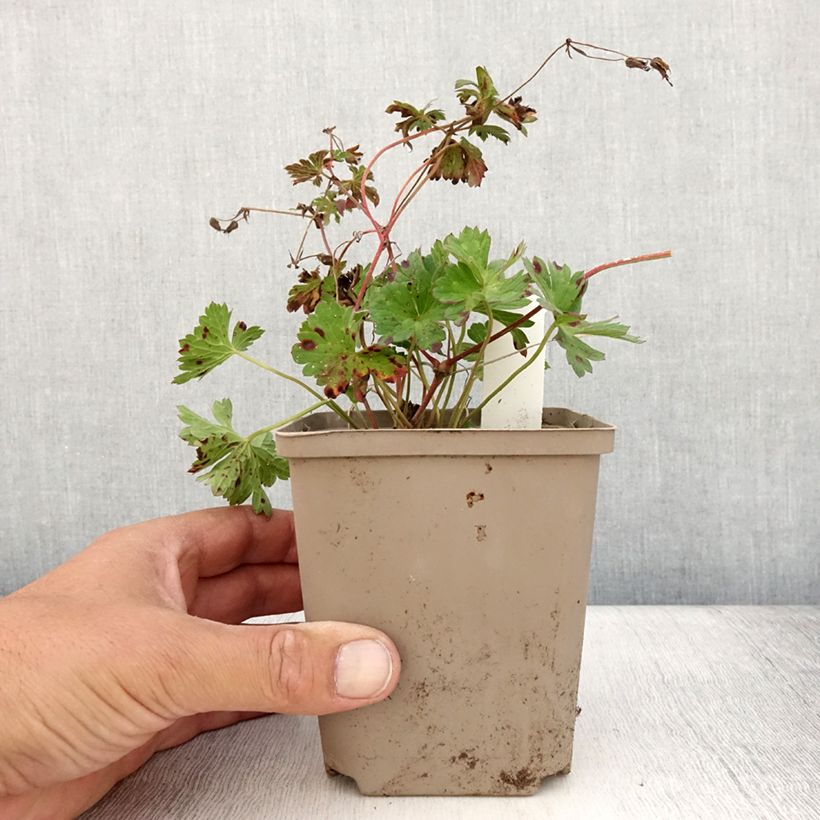 Geranium Rozanne 12cm pot sample as delivered in summer