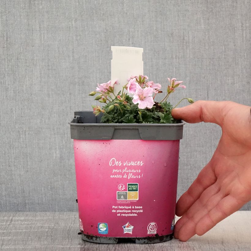 Geranium sanguineum Pink Pouffe 2L/3L pot sample as delivered in spring