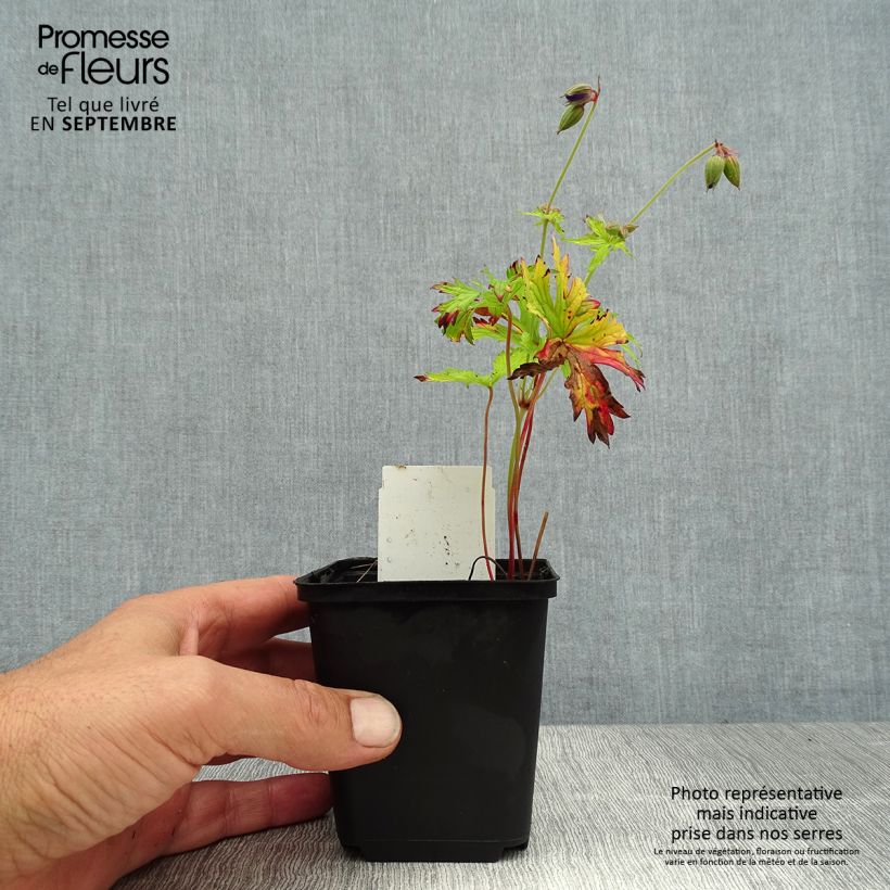 Geranium pratense Spinners 8/9 cm pot sample as delivered in summer