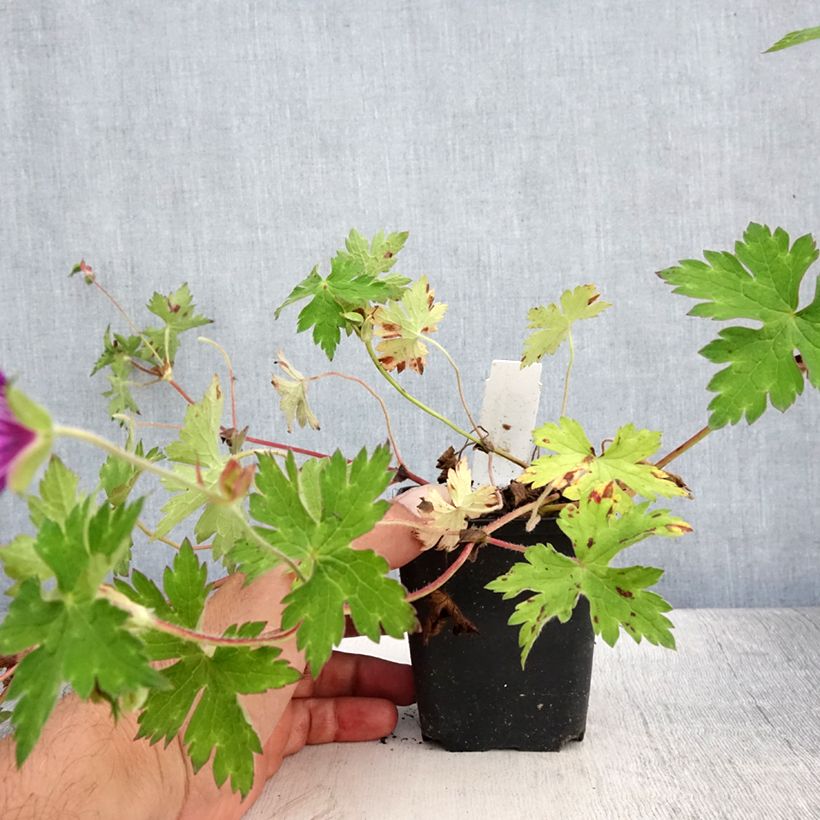 Geranium Sweet Heidi 8/9 cm pot sample as delivered in summer