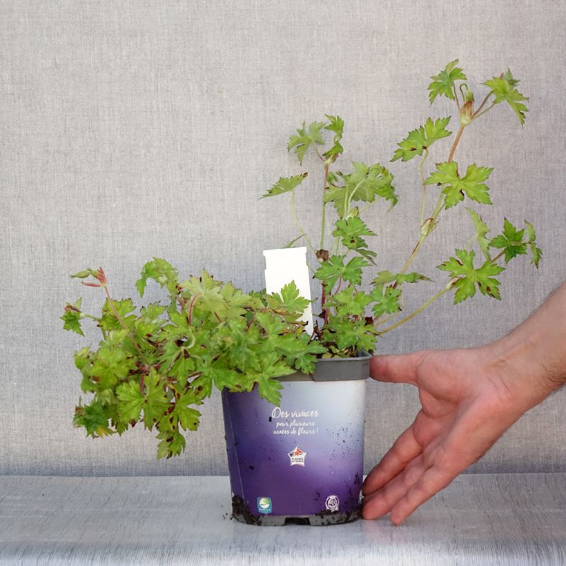 Geranium Sweet Heidi 2L/3L pot sample as delivered in summer