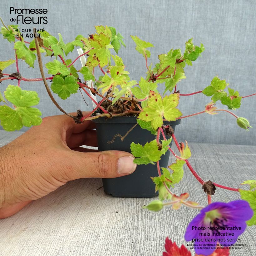 Geranium wallichianum Censation Daily Blue 8/9 cm pot sample as delivered in summer