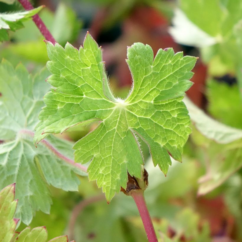 Geranium wallichianum Censation Daily Blue (Foliage)