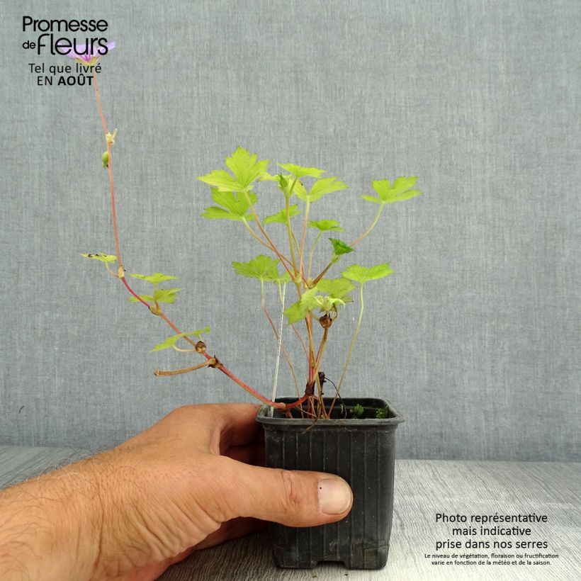 Geranium wallichianum Magical All Summer Delight 8/9 cm pot sample as delivered in summer