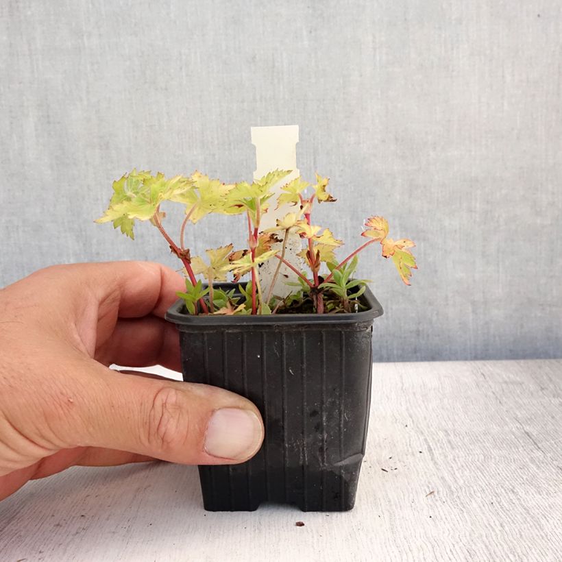 Geranium wallichianum Magical All Summer Joy 8/9 cm pot sample as delivered in summer