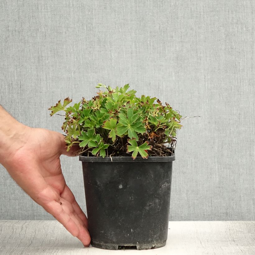 Geranium yoshinoi Confetti 1.5L/2L pot sample as delivered in summer