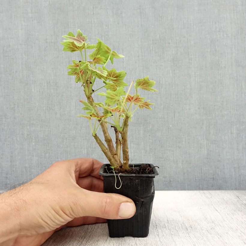Pelargonium Vancouver Centennial 7/8 cm pot sample as delivered in autumn