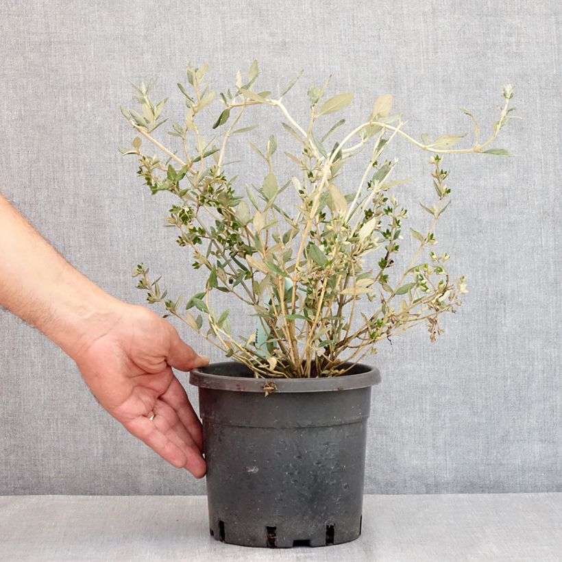Teucrium fruticans - Tree Germander 2L/3L pot sample as delivered in summer