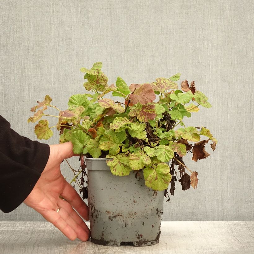 Geum Bell Bank - Benoîte rose soutenu en pot de 2/3 litres sample as delivered in autumn