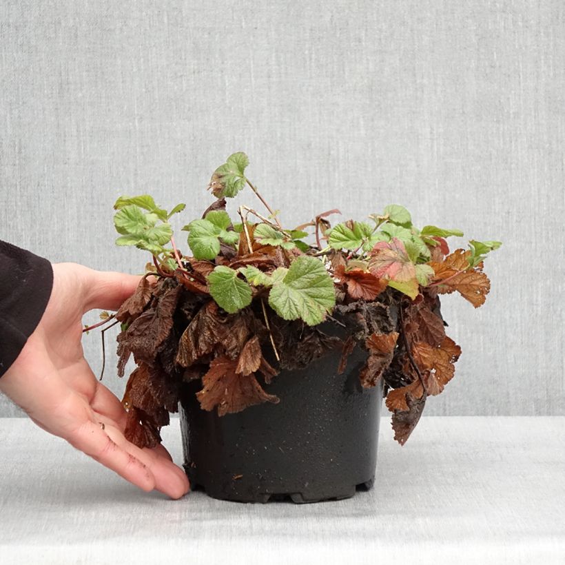 Geum coccineum Borisii - Benoîte orange en pot de 2L/3L sample as delivered in winter