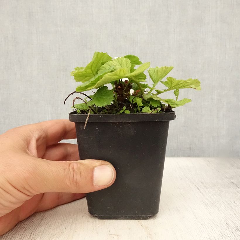 Geum coccineum Koi 8/9 cm pot sample as delivered in summer