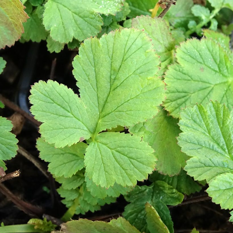 Geum coccineum Red Wings (Foliage)