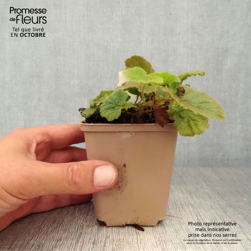 Geum coccineum Cocktail Sea Breeze 8/9 cm pot sample as delivered in autumn
