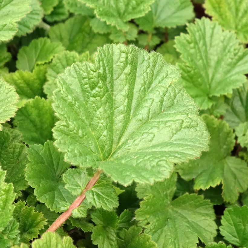 Geum coccineum Cocktail Sea Breeze (Foliage)