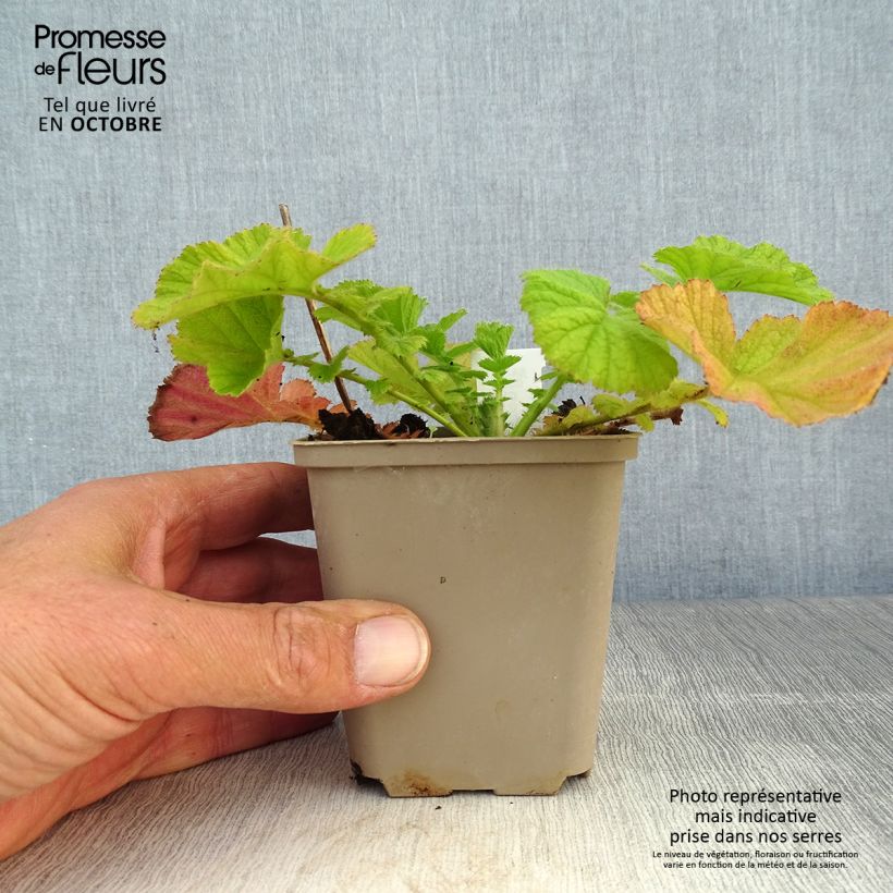 Geum Coral Tempest 8/9 cm pot sample as delivered in autumn