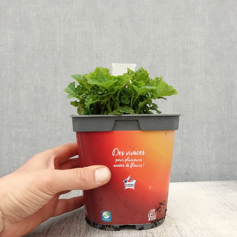 Geum Cosmopolitan - Benoite blanc-pêche en pot de 2/3 litres sample as delivered in spring