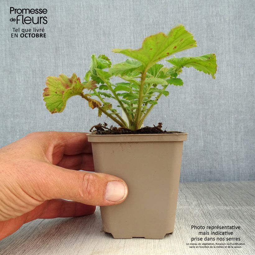 Geum Fiery Tempest 8/9 cm pot sample as delivered in autumn