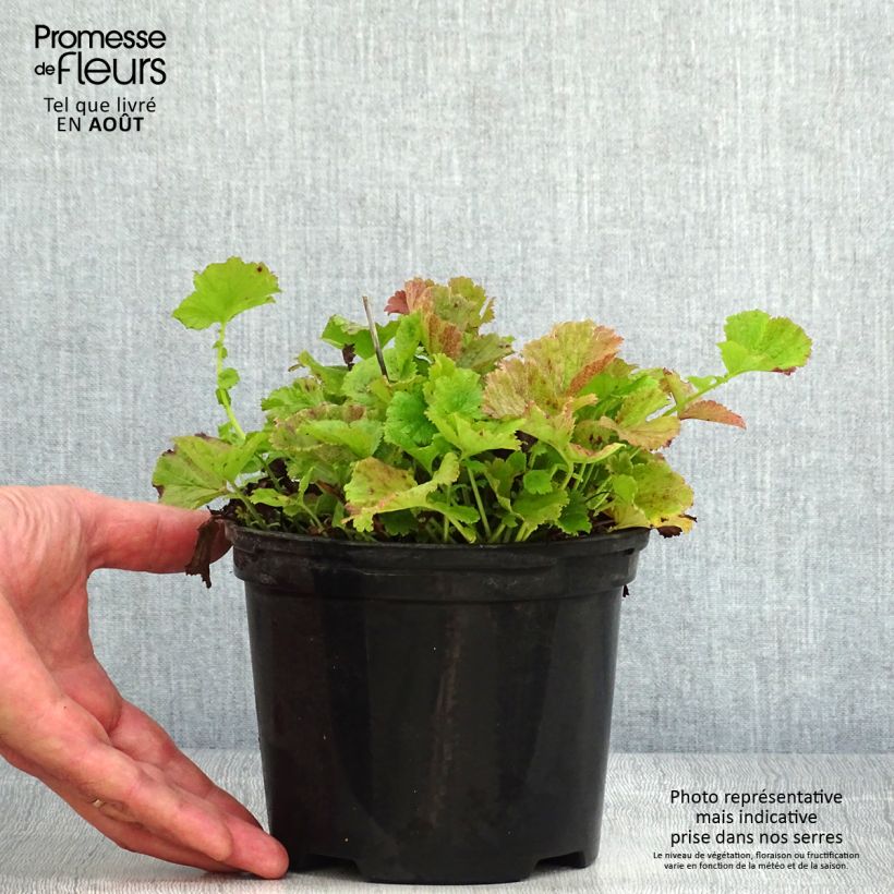 Geum Flames of Passion 2L/3L pot sample as delivered in summer
