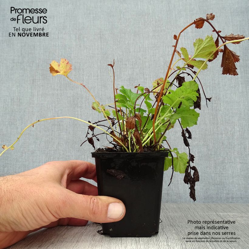 Geum rivale Leonards Variety 7/8 cm pot sample as delivered in autumn